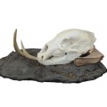 Mounted animal skull, rustic decorative piece - 1