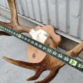 Decorative wall moose antler  - 2