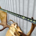 Decorative wall moose antler  - 2