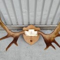 Decorative wall moose antler  - 3