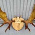 Decorative wall moose antler  - 3