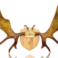 Decorative wall moose antler  - 1