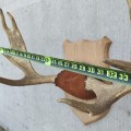 Moose rack  - 2