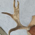 Moose rack  - 3