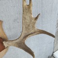 Moose rack  - 4