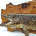 Vintage stuffed fish, taxidermy - 2