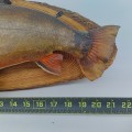 Vintage taxidermy fish on wood plaque, taxidermy - 3