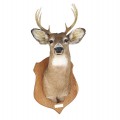 Taxidermie, tête de chevreuil empaillée avec panache  - 2