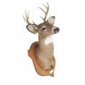 Taxidermie, tête de chevreuil empaillée avec panache  - 3