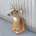 Taxidermie, tête de chevreuil empaillée avec panache  - 4