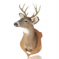 Taxidermie, tête de chevreuil empaillée avec panache  - 1