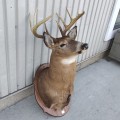 Stuffed deer head with antler  - 2