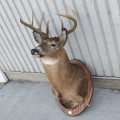 Stuffed deer head with antler  - 3