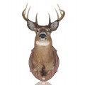 Stuffed deer head with antler  - 1