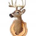 Taxidermy, stuffed deer head - 2