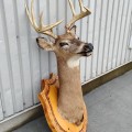 Taxidermy, stuffed deer head - 3