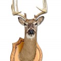 Taxidermy, stuffed deer head - 1