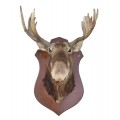 Taxidermy moose head  - 2