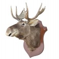 Taxidermy moose head  - 3