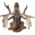 Taxidermy moose head  - 4