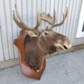 Taxidermy moose head  - 5
