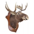 Taxidermy moose head  - 1