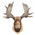 Moose taxidermy mount - 2