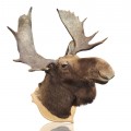 Moose taxidermy mount - 3