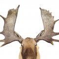 Moose taxidermy mount - 4