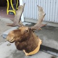 Moose taxidermy mount - 5
