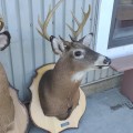 Stuffed deers heads - 2