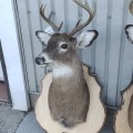 Stuffed deers heads - 3