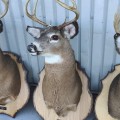 Stuffed deers heads - 4