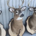 Stuffed deers heads - 5