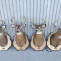Stuffed deers heads - 6