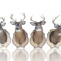 Stuffed deers heads - 1