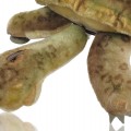 Toutou Steiff, peluche tortue  - 3