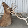 Life-size deer taxidermy mount, Wapiti - 2