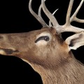 Life-size deer taxidermy mount, Wapiti - 3