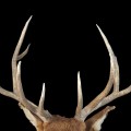Life-size deer taxidermy mount, Wapiti - 4