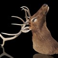 Life-size deer taxidermy mount, Wapiti - 5
