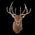Life-size deer taxidermy mount, Wapiti - 6
