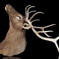 Life-size deer taxidermy mount, Wapiti - 1